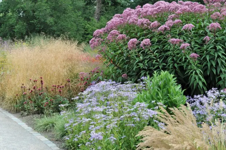 Joe-pye-weed-landscaping-ideas-native-garden - the Plant Native