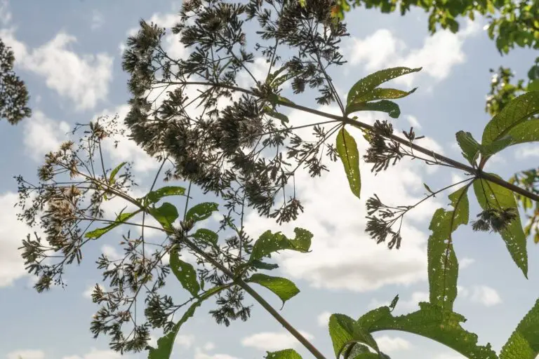 Joe-pye-weed-native-host-plant - the Plant Native