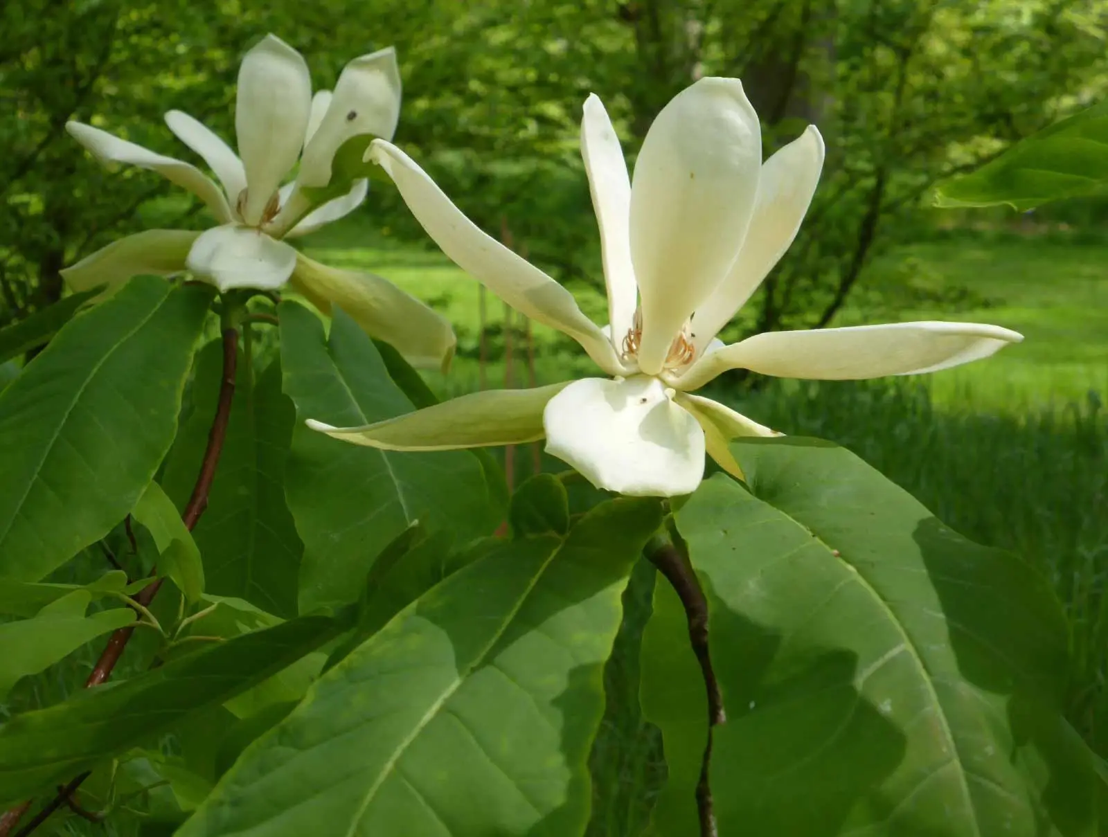 Mountain magnolia, creamy white flowers with long narrow petals above large leaves