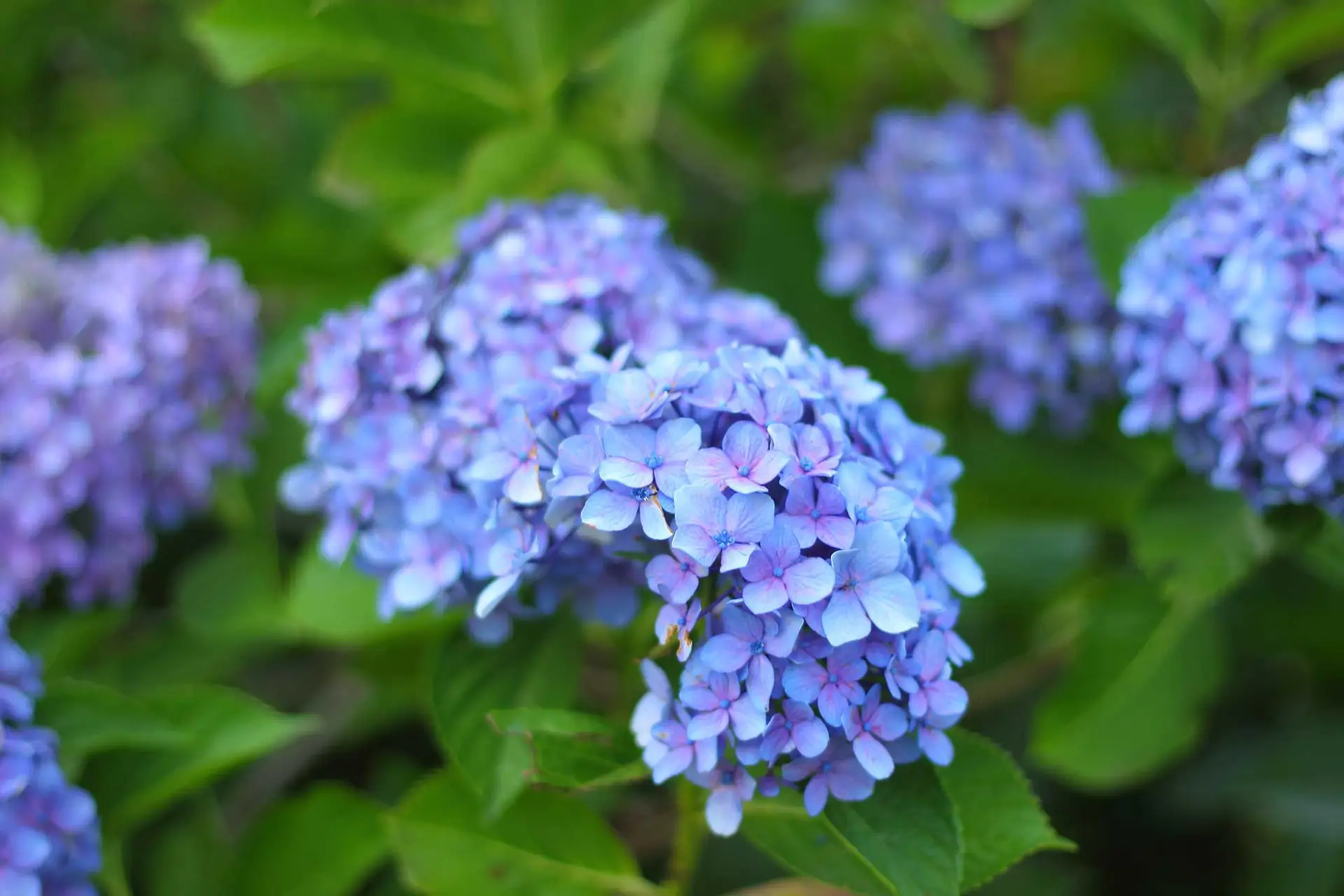 Bigleaf hydrangea, a non-native shrub with round blue and purple flower clusters