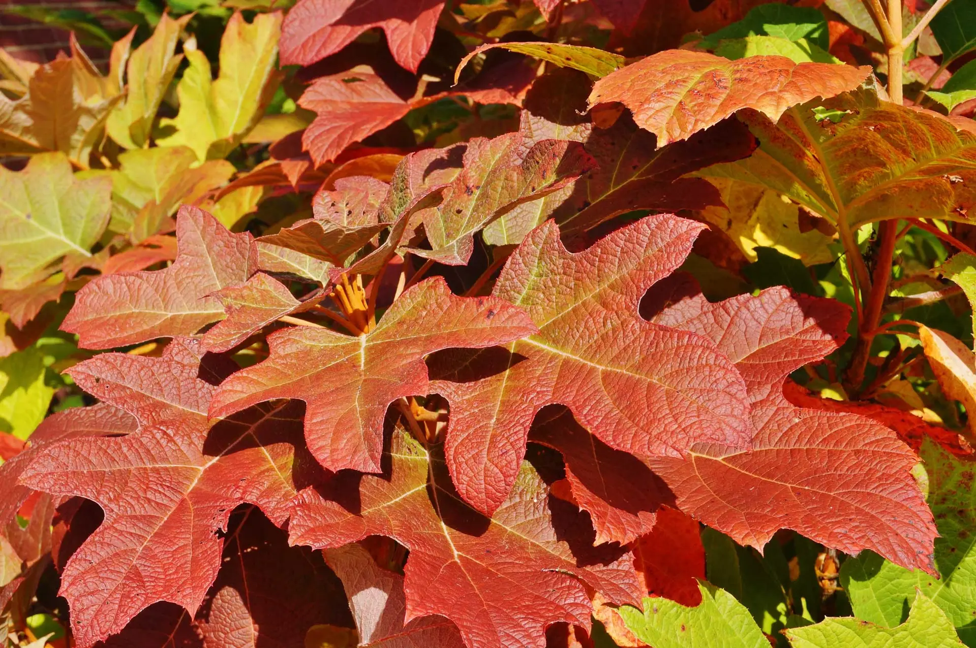 Oakleaf hydrangea in fall, big lobed leaves turned red and orange