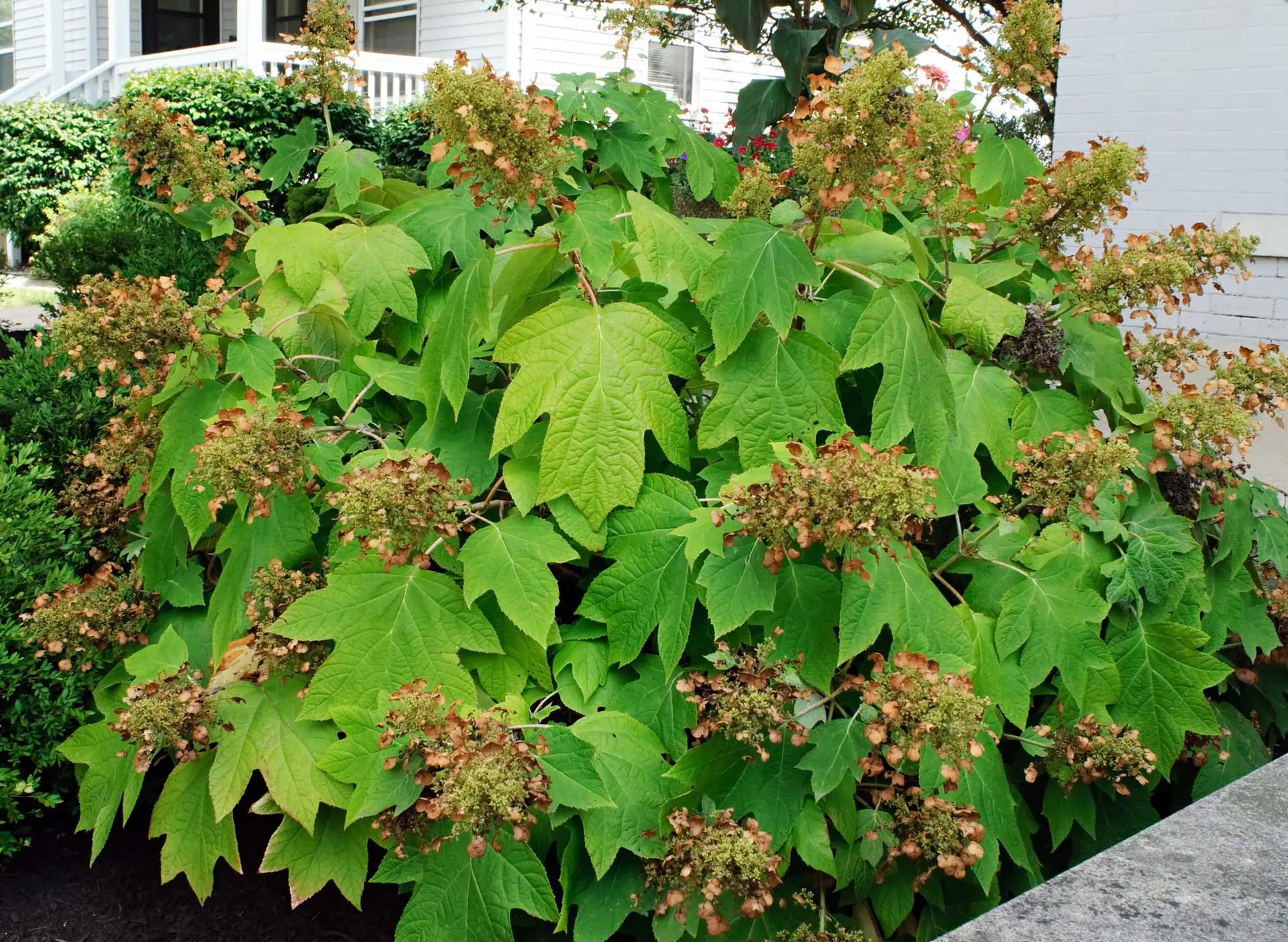 Oakleaf hydrangea, a big leafy shrub with flower clusters fading to pink and tan, planted along a white house