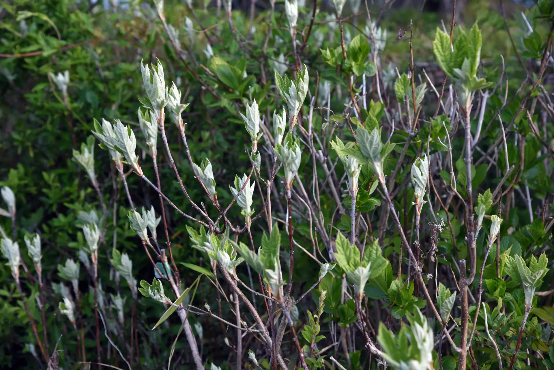 Oakleaf hydrangea in spring, silvery new leaves unfolding at the tips of bare stems