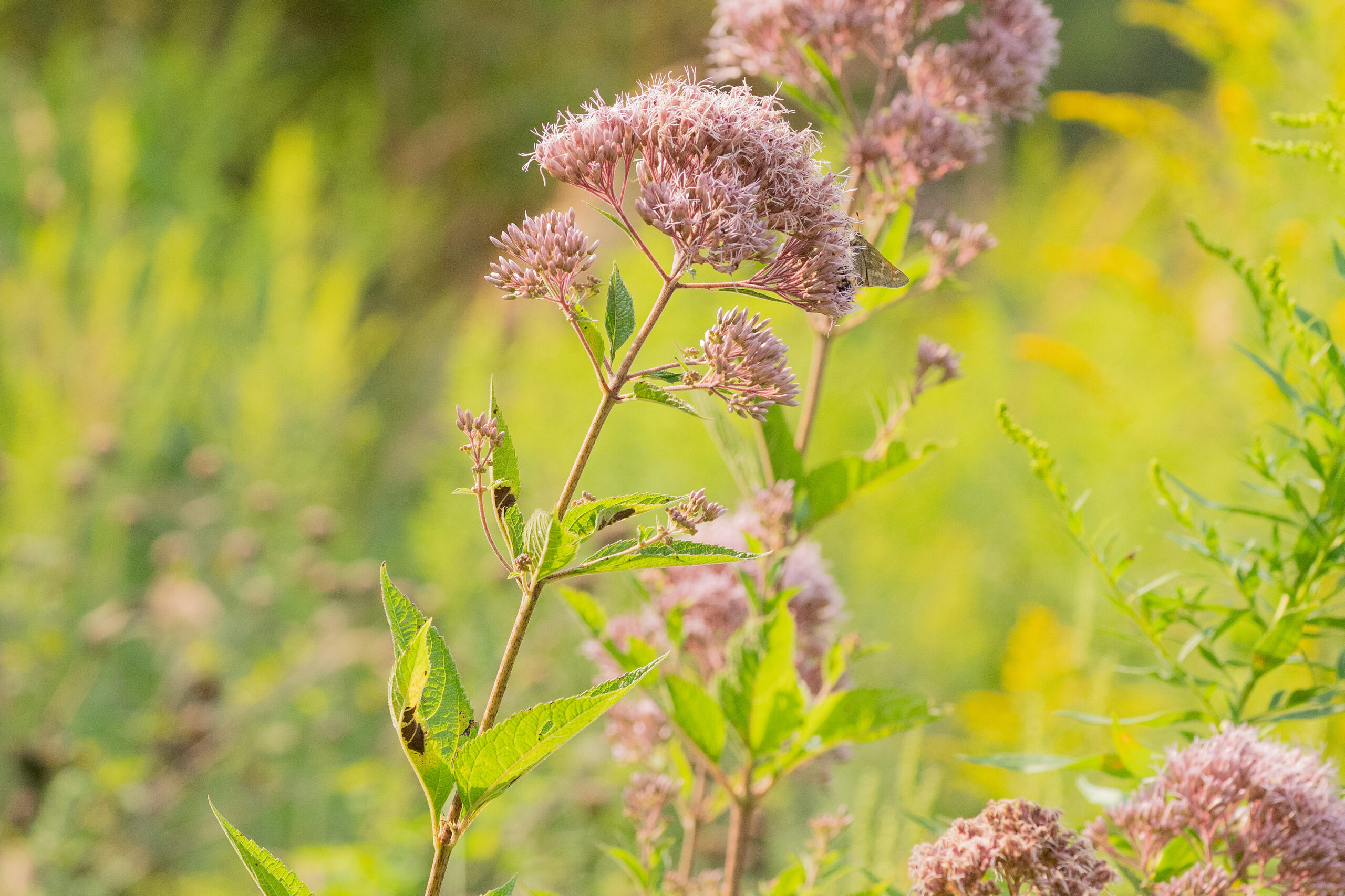 Spotted Joe Pye weed, a stem of dusty pink flower heads against a golden background