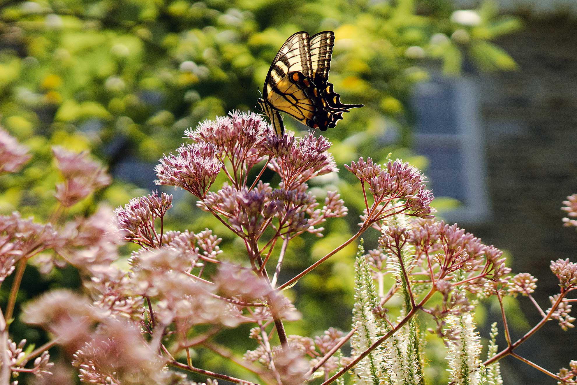 Joe Pye weed’s pale pink flowers with an eastern tiger swallowtail feeding on top