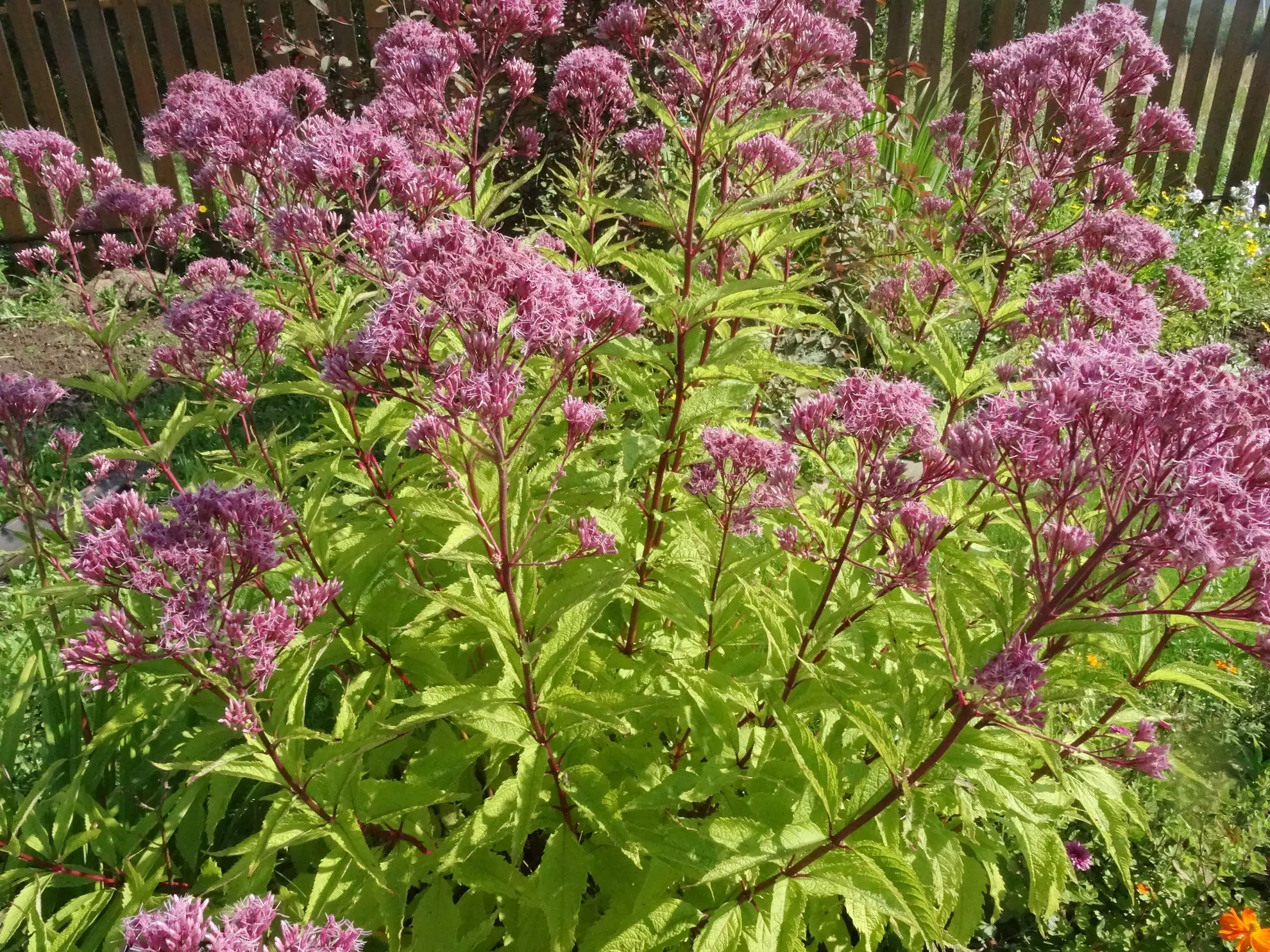 Sweetscented Joe Pye weed, purple-pink flower clusters on dark stems