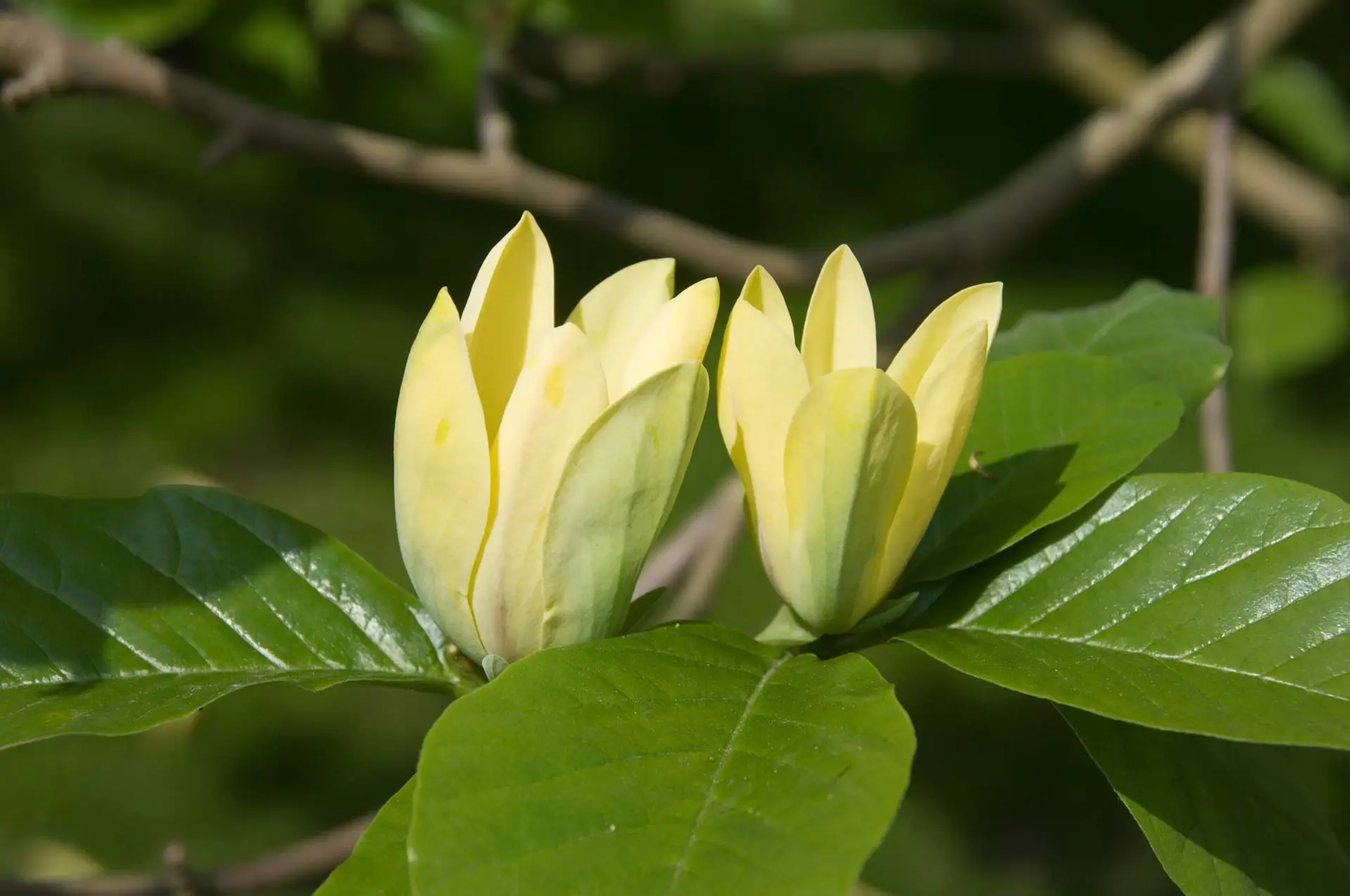 Yellow cucumber magnolia, two pale yellow tulip-shaped flowers between glossy green leaves
