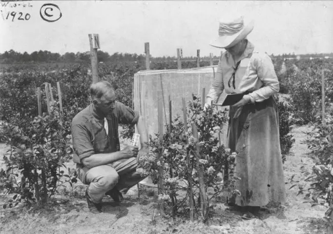 A man crouches beside a row of bushes in an agricultural field, showing a sample to a standing woman in a wide-brimmed hat who holds a notebook.