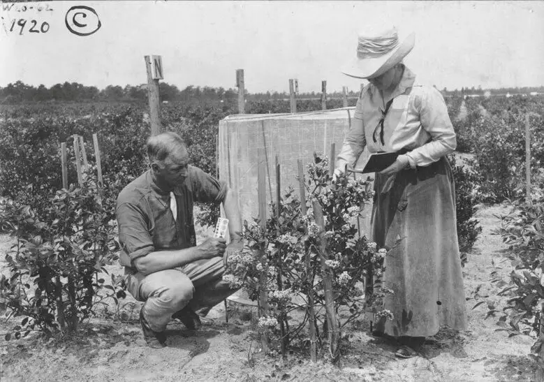 Frederick Coville and Elizabeth White inspecting blueberry bushes in a field, 1920