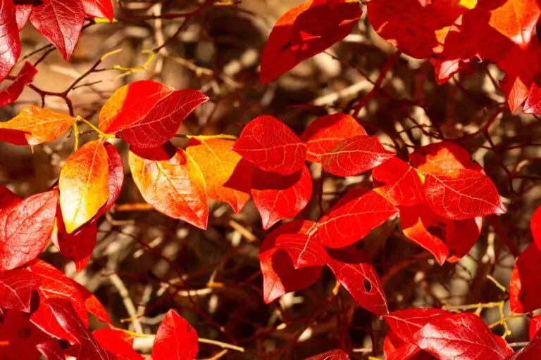 Beautiful-red-fall-leaves-on-a-highbush-blueberry - the Plant Native