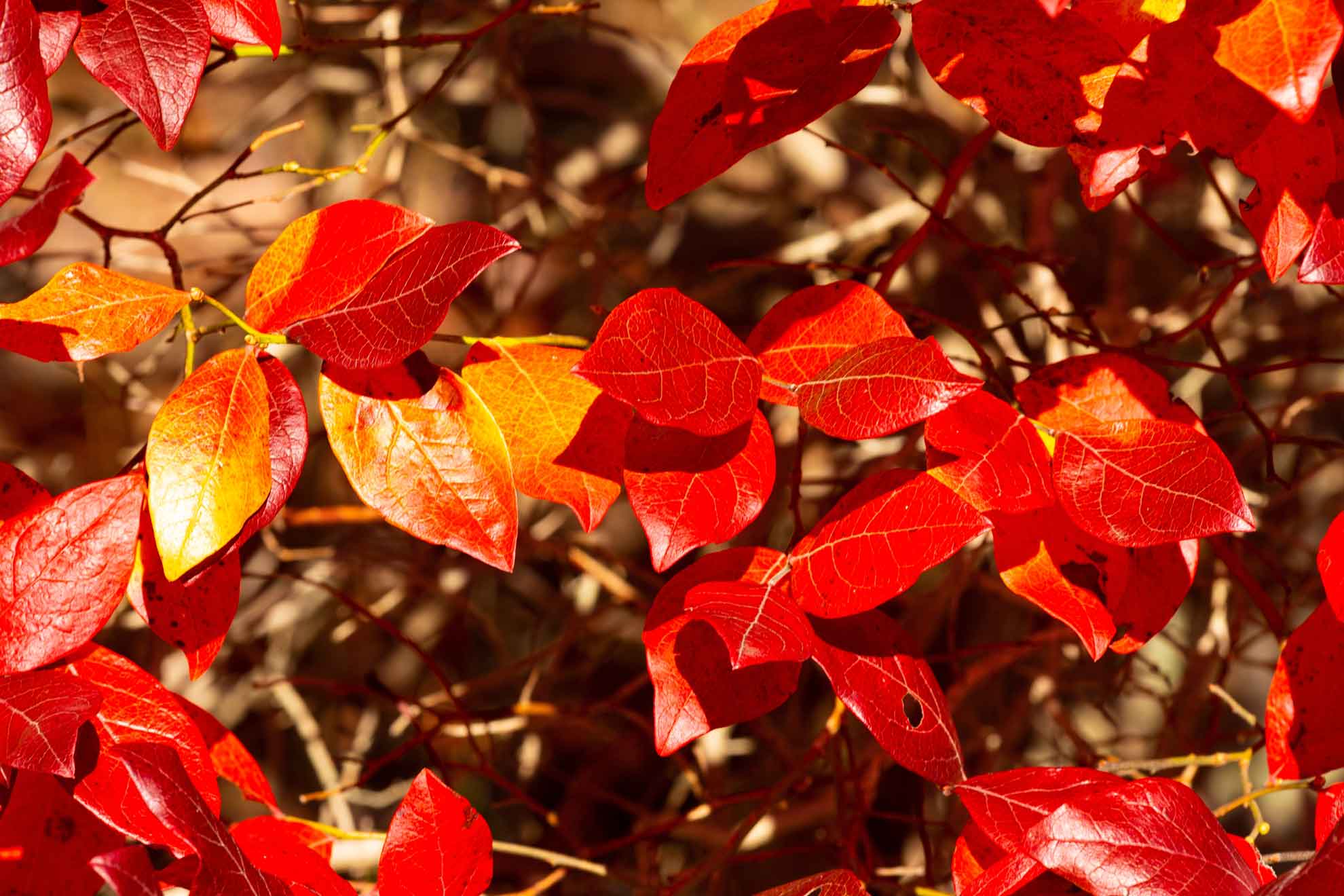Highbush blueberry leaves turned bright red and orange in fall