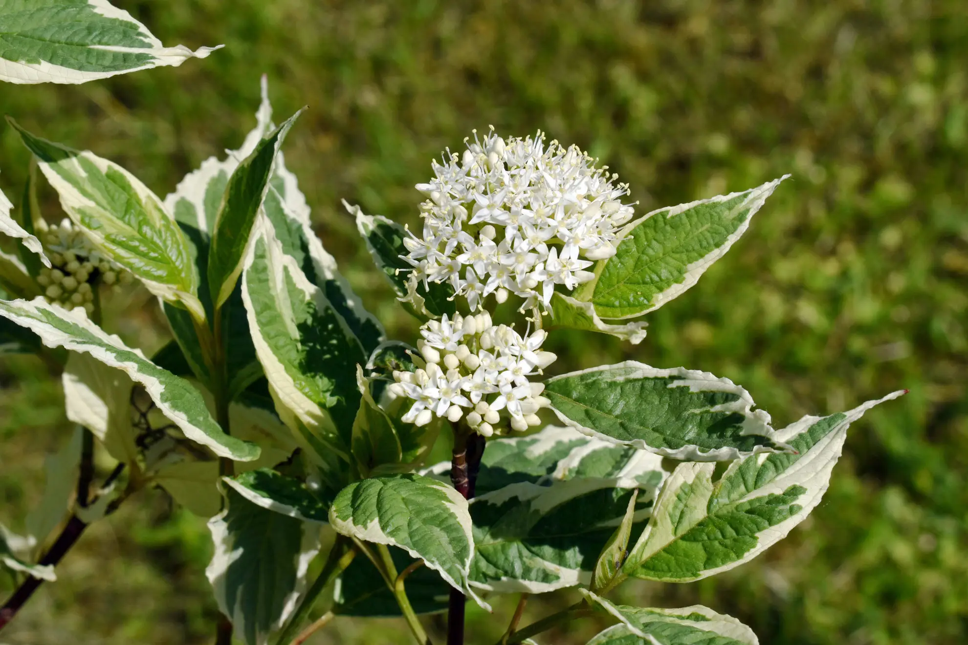 Siberian dogwood ‘Elegantissima’, white flower clusters among green and white leaves