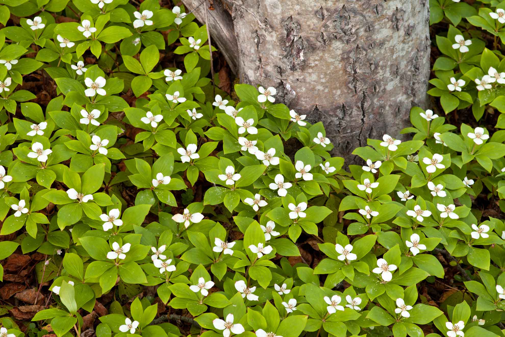 Beginner's Guide to Native Dogwoods - The Plant Native