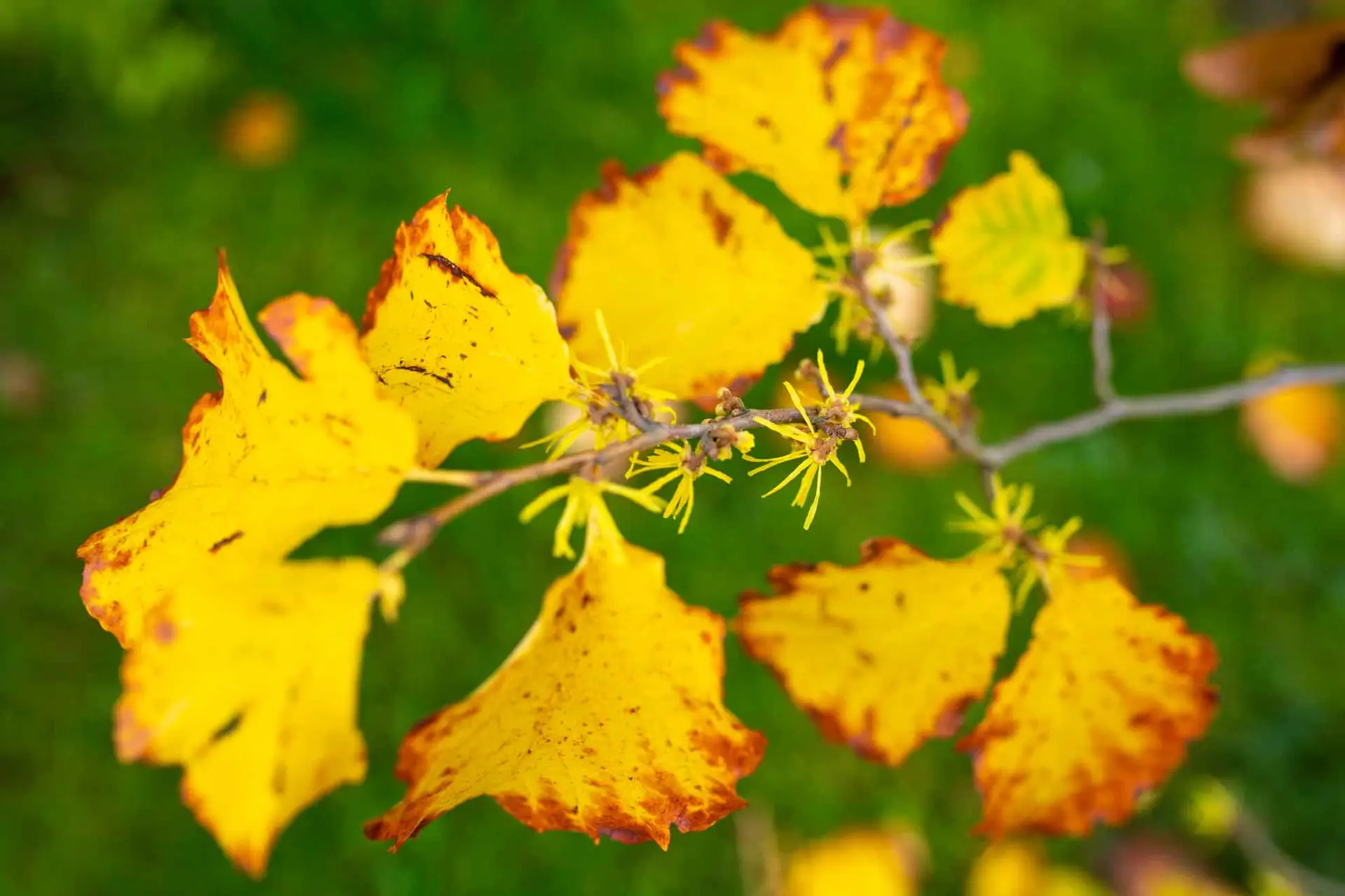 Eastern witch hazel’s thin yellow flowers opening alongside yellow fall leaves