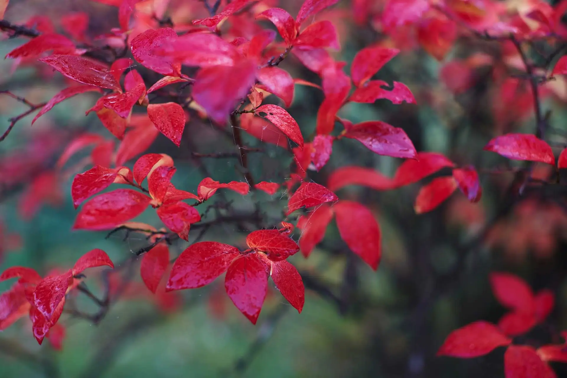 Elliott’s blueberry, small leaves turned brilliant red in fall