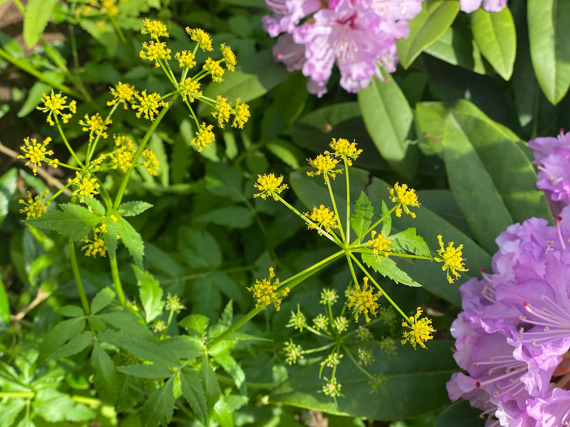Best native plants for Northeast gardens The Plant Native