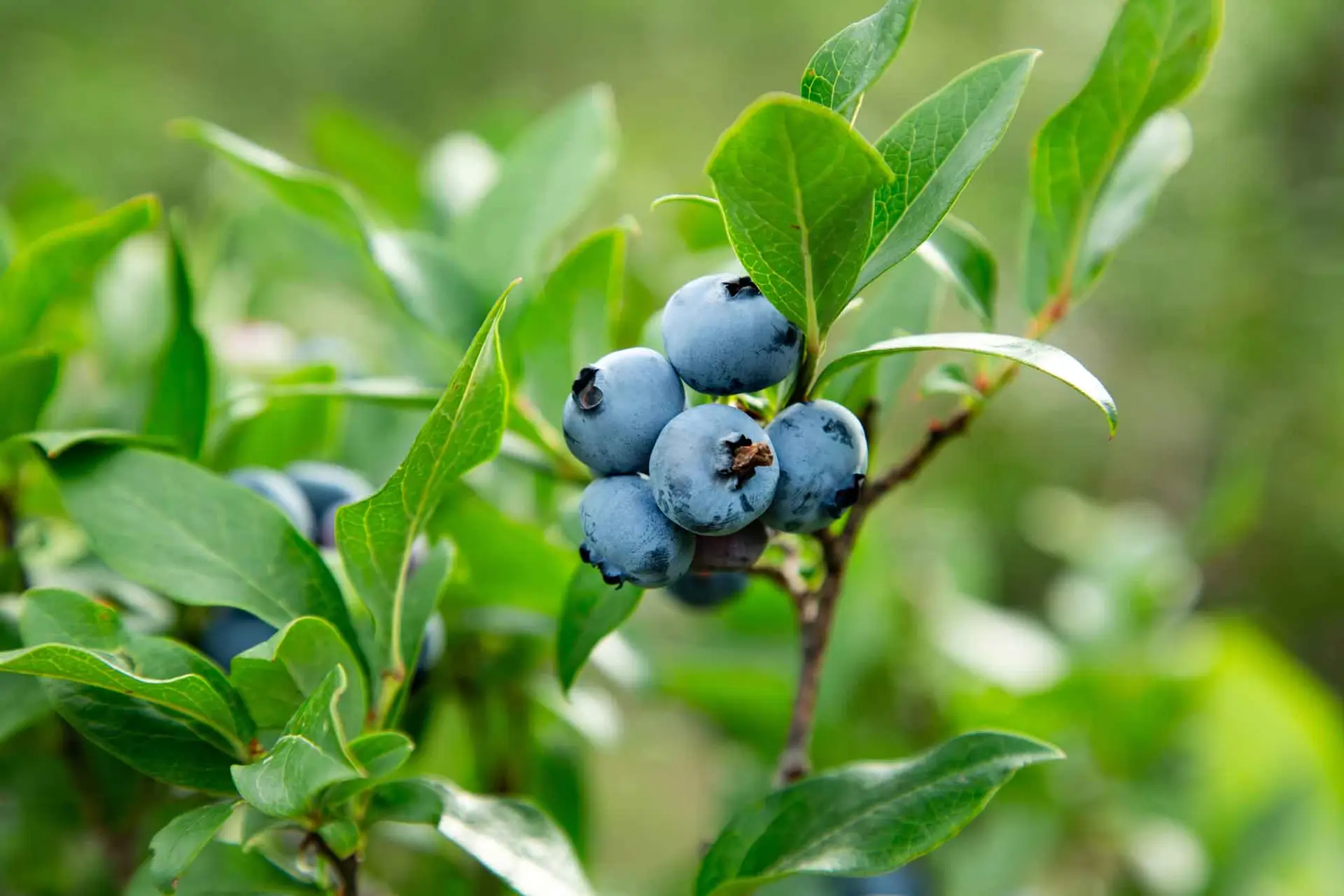 Highbush Blueberries Native Shrubs With Sweet Fruit