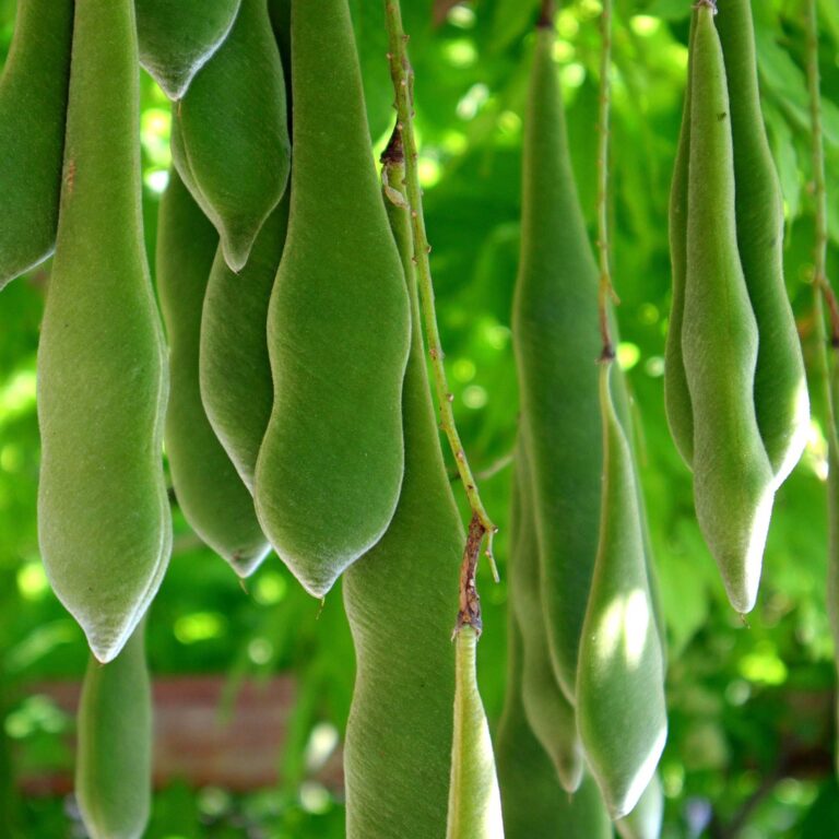 Explore American Wisteria The Plant Native