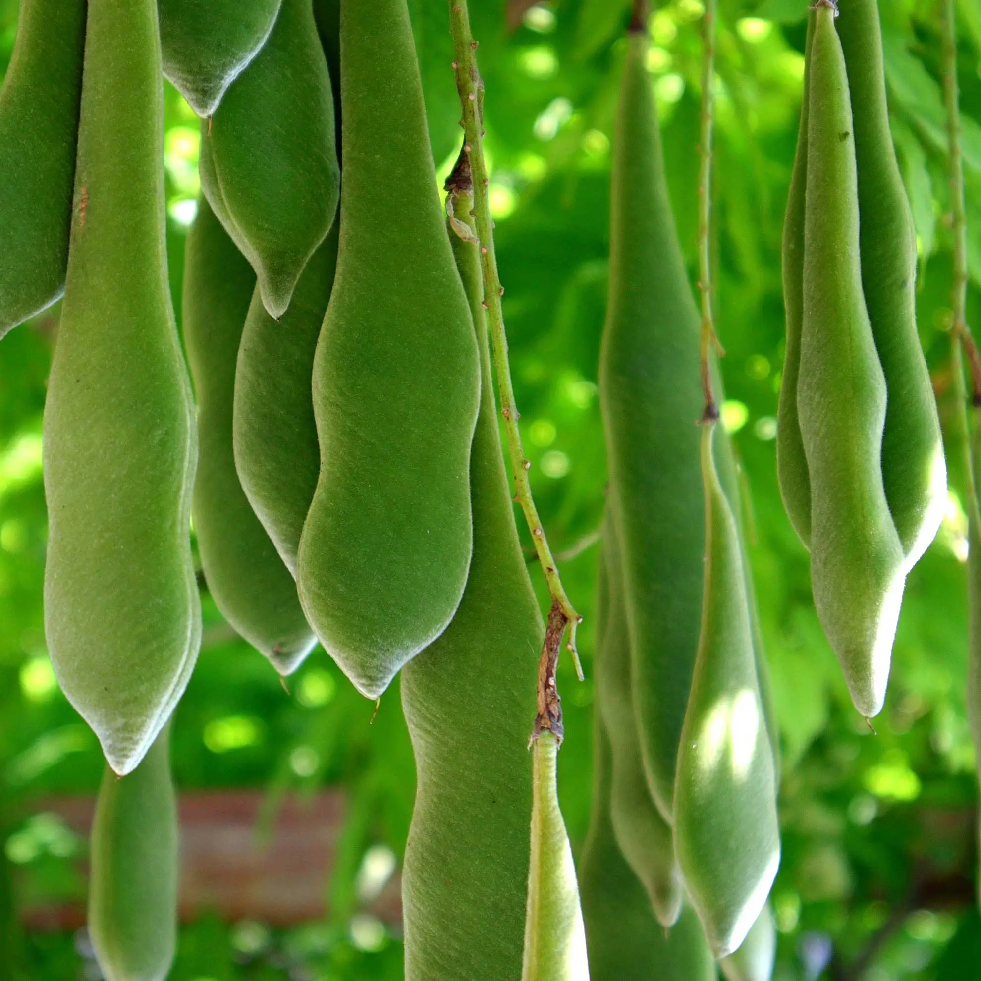 Fuzzy green seed pods of invasive Chinese or Japanese wisteria