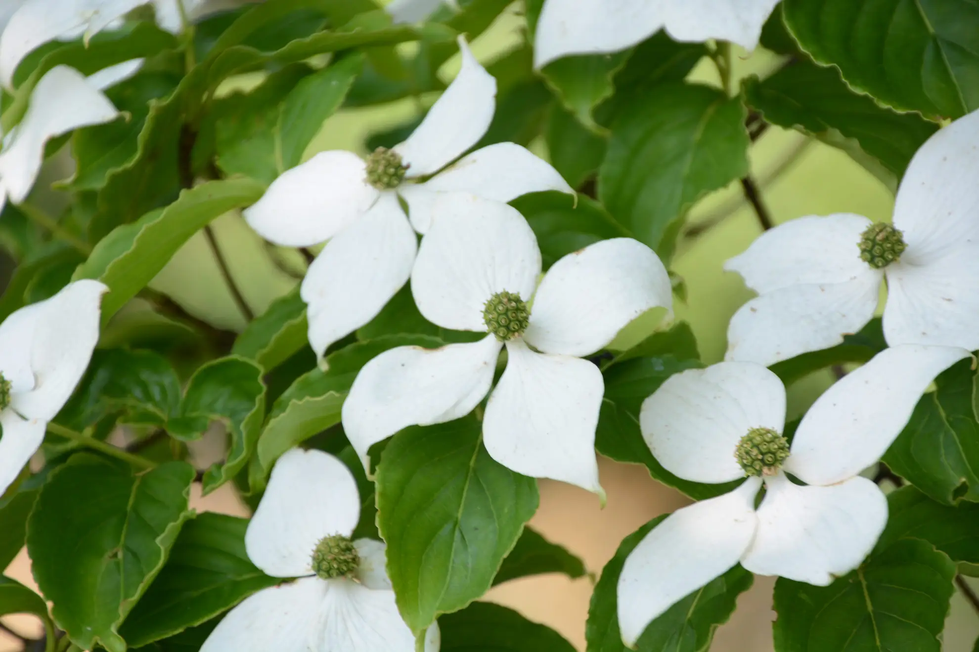 Kousa dogwood, white pointed blooms among green leaves