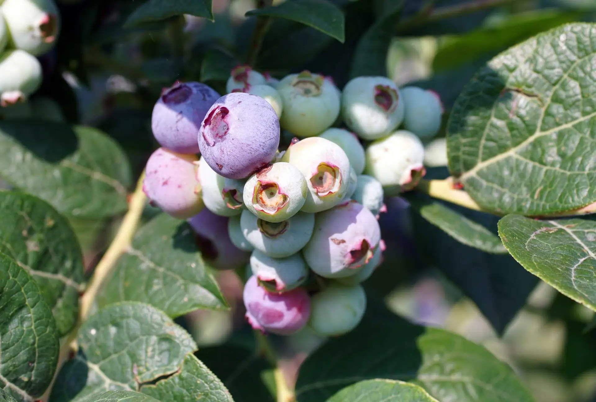 Rabbiteye blueberries, a cluster of berries ripening from pale green to purple