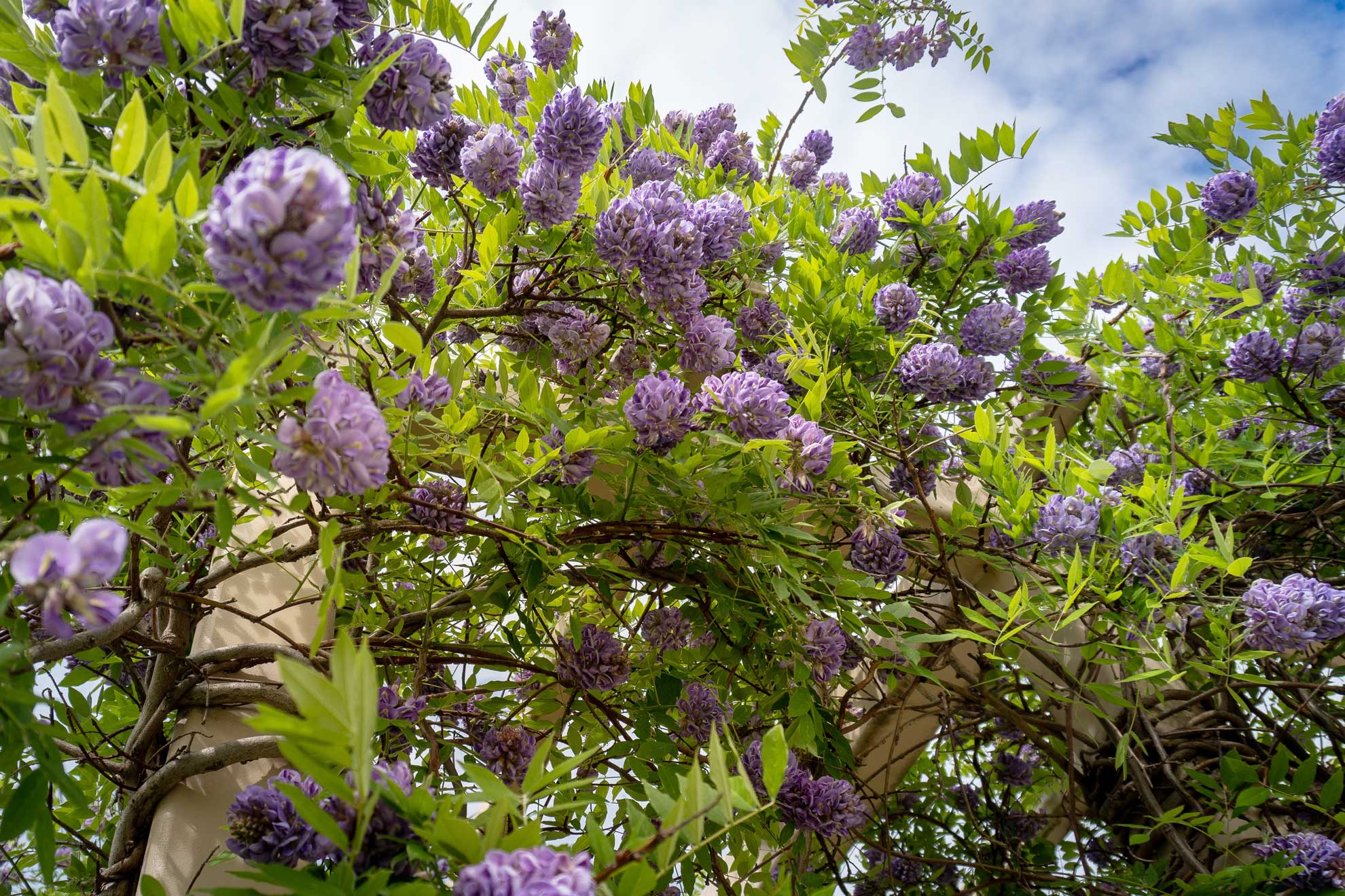 American wisteria covering an arbor in lavender flower clusters