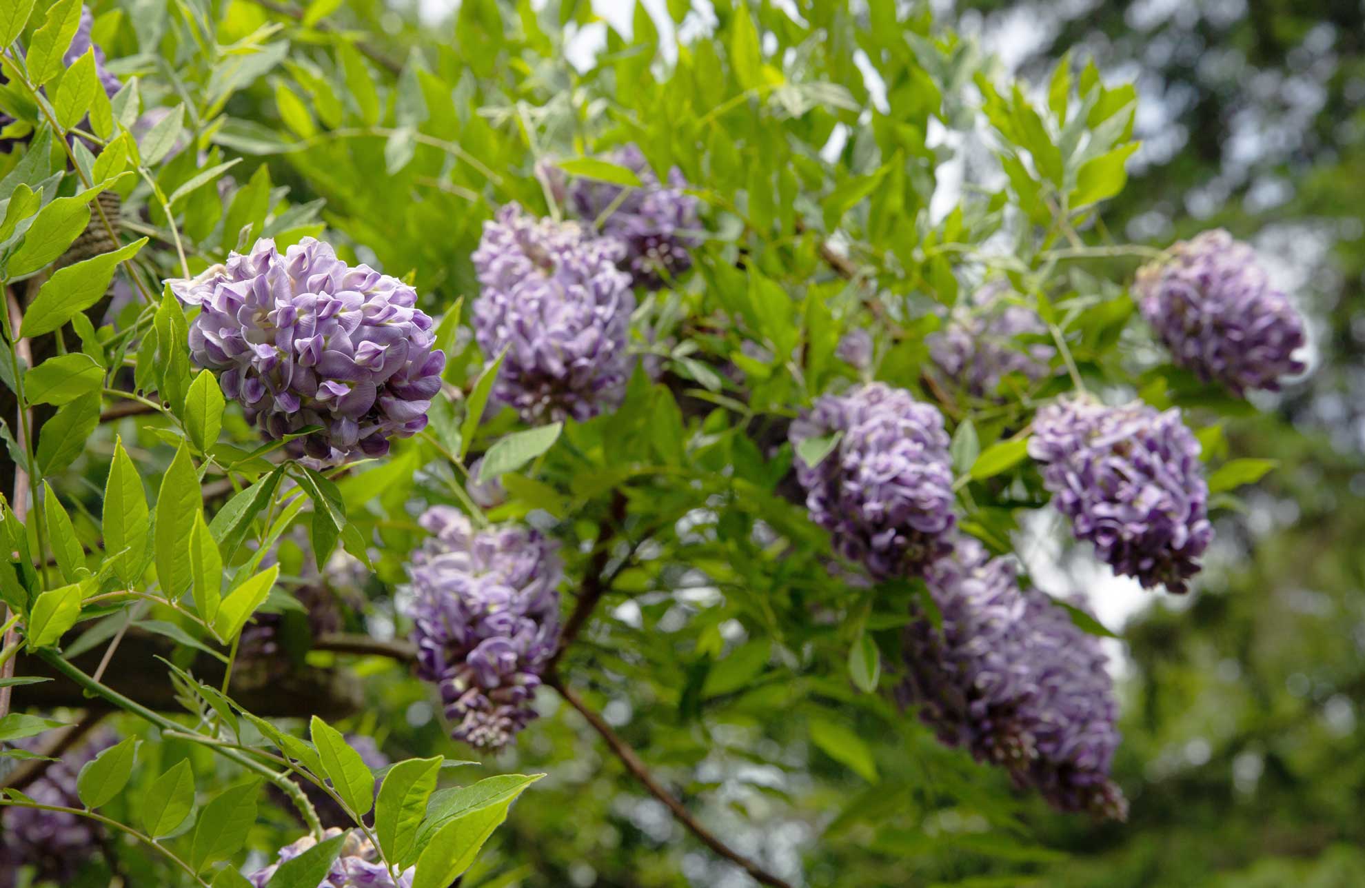 American Wisteria: The Native Vine That Won't Eat Your House