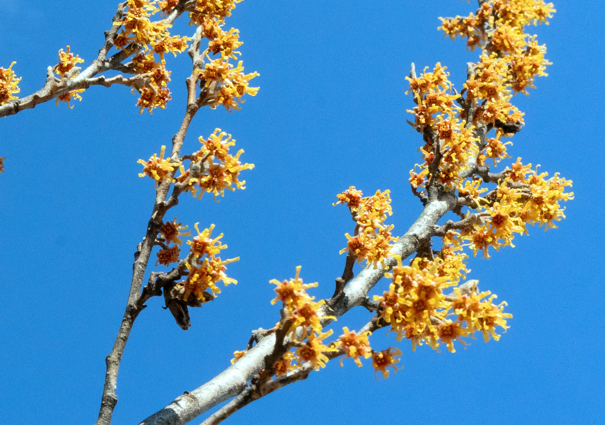 Witch-hazel, spidery orange-yellow flowers along bare branches against a blue sky