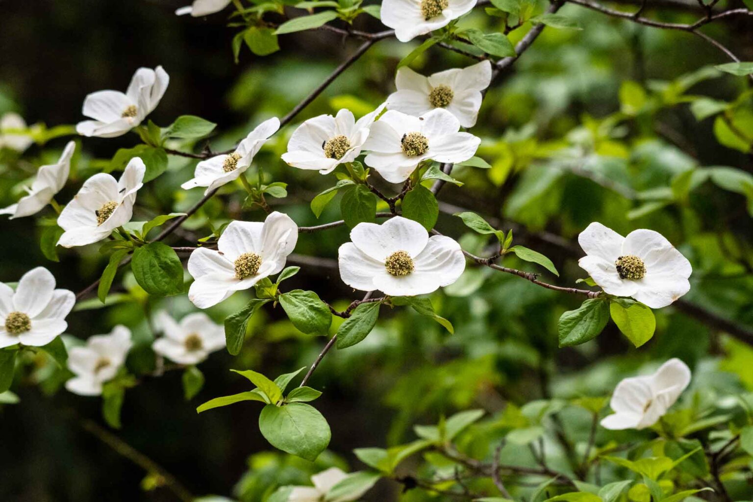 Beginner's Guide to Native Dogwoods - The Plant Native