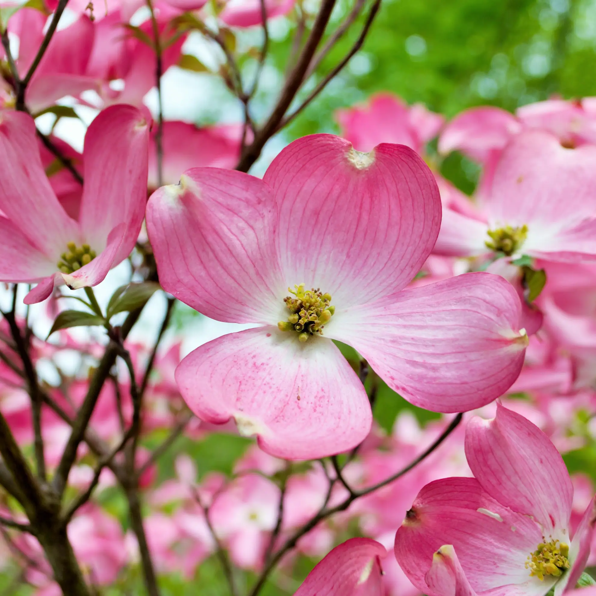 Pink flowering dogwood, rosy pink blooms on bare branches