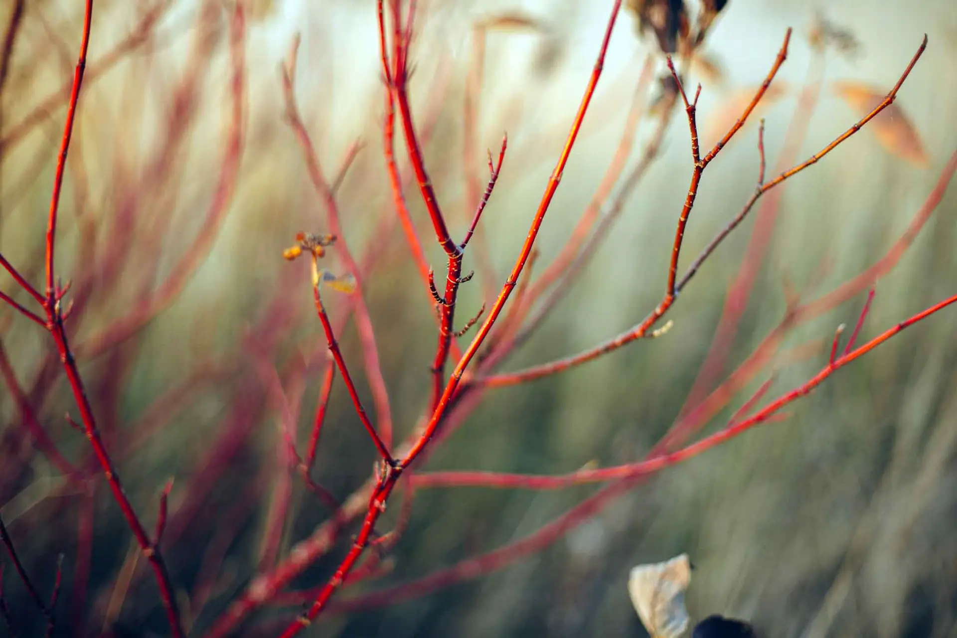 Red osier dogwood, bright red bare twigs in winter