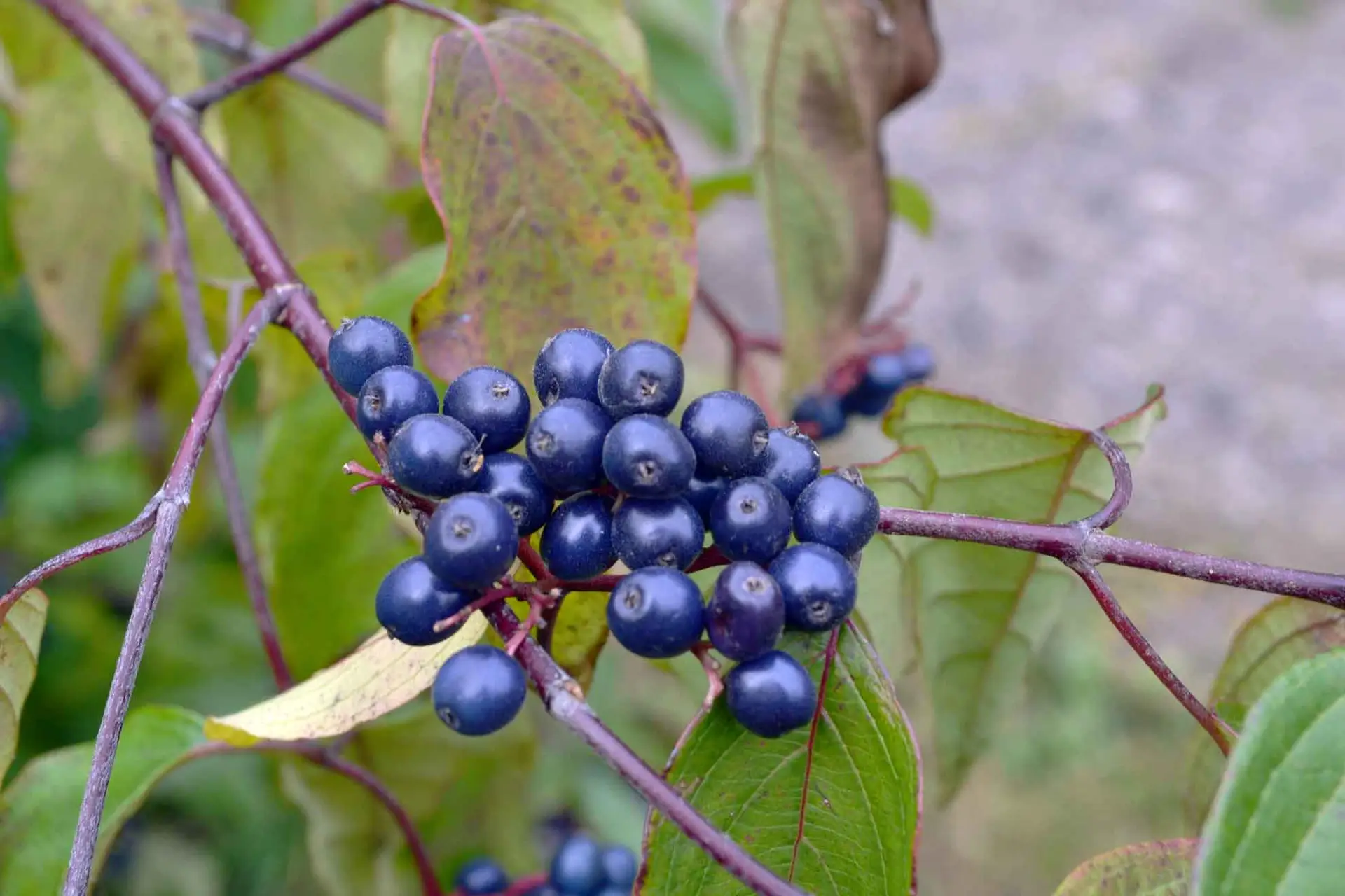 Silky dogwood, a cluster of dark blue berries on purple-red twigs