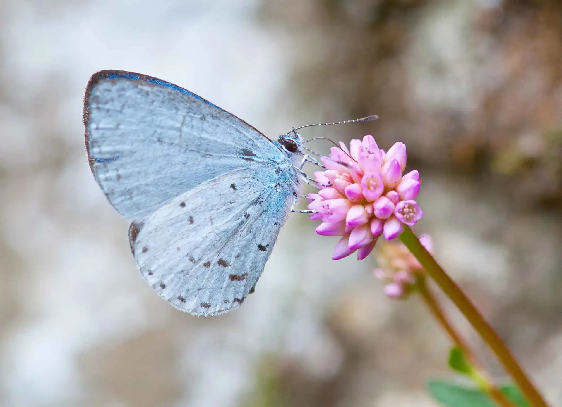 Spring azure butterfly with pale blue wings, sipping from a small pink flower