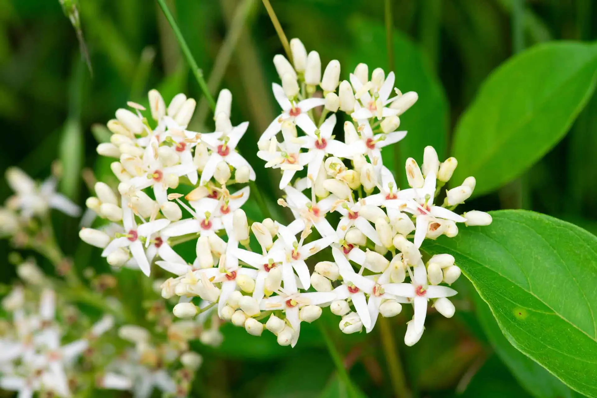 Stiff dogwood, a rounded cluster of small white star-shaped flowers