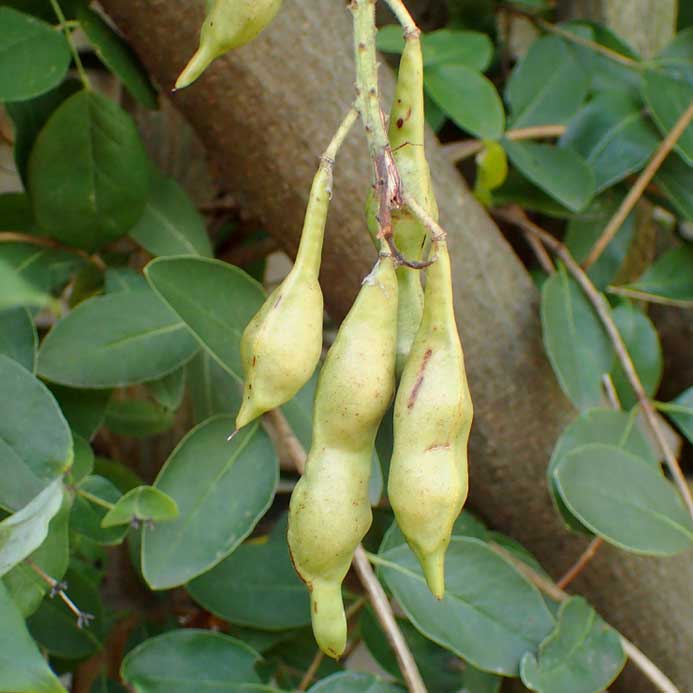 Explore American Wisteria The Plant Native