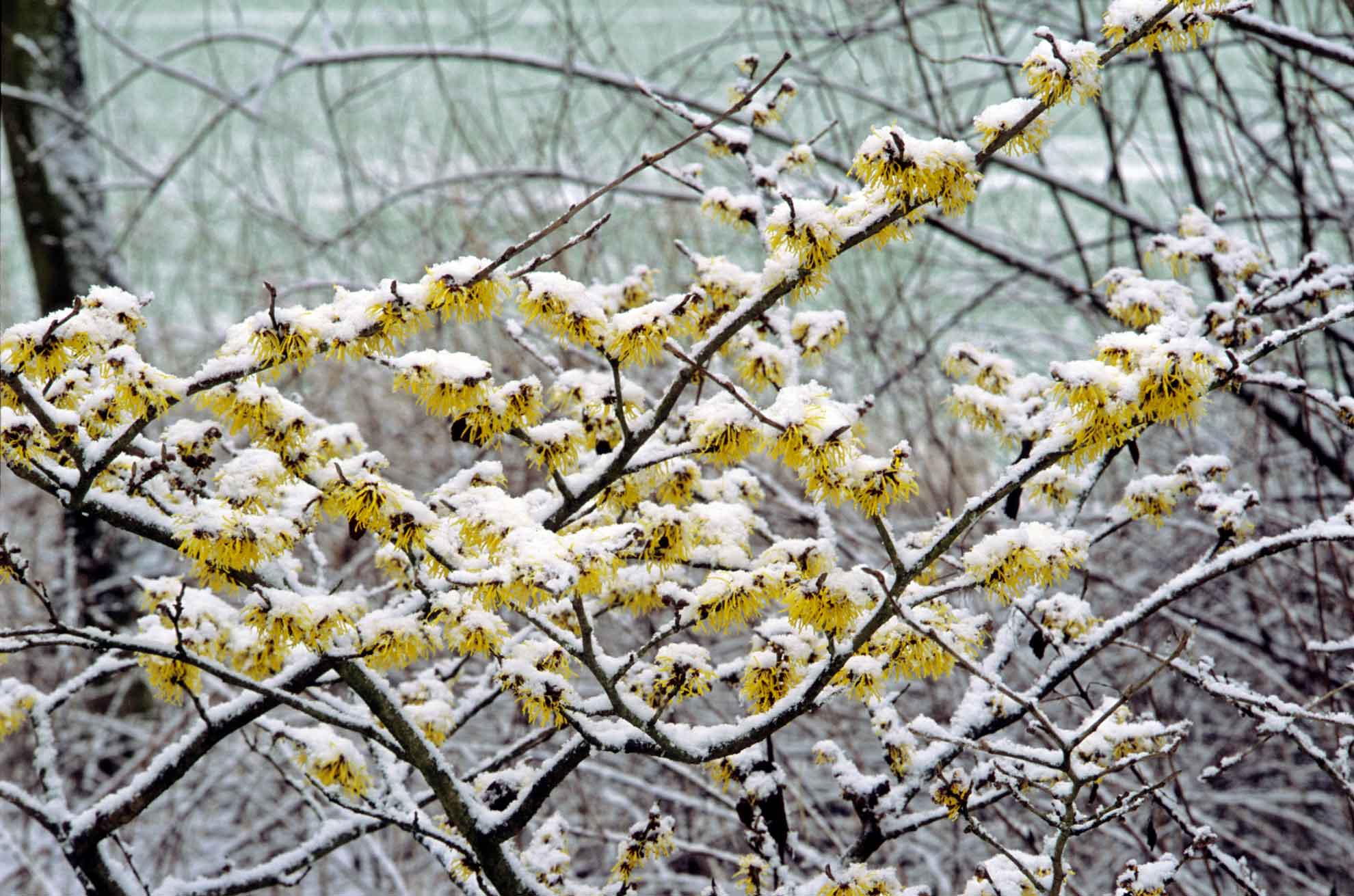 Best native plants for Northeast gardens The Plant Native