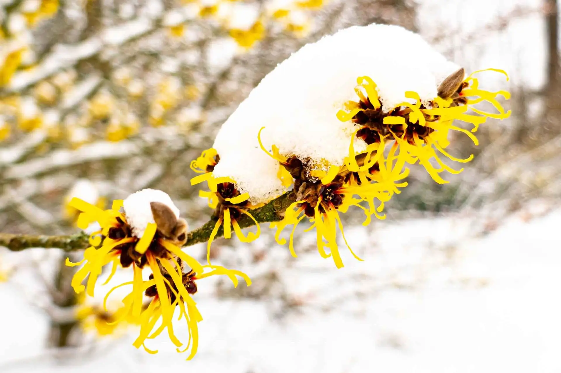 Witch-hazel, spidery yellow flowers on a branch capped with snow