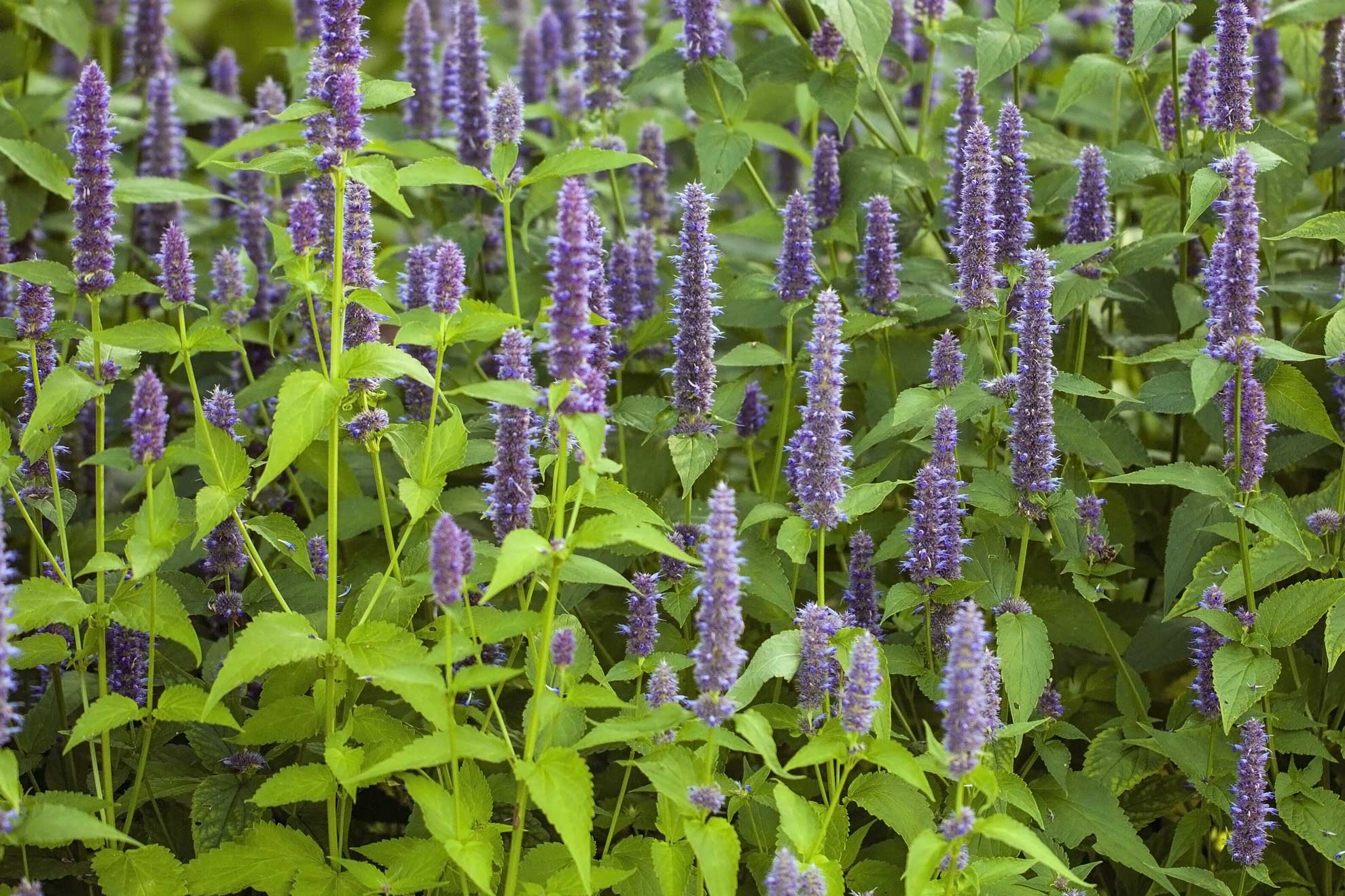 Anise hyssop, many lavender-blue flower spikes above bright green leaves