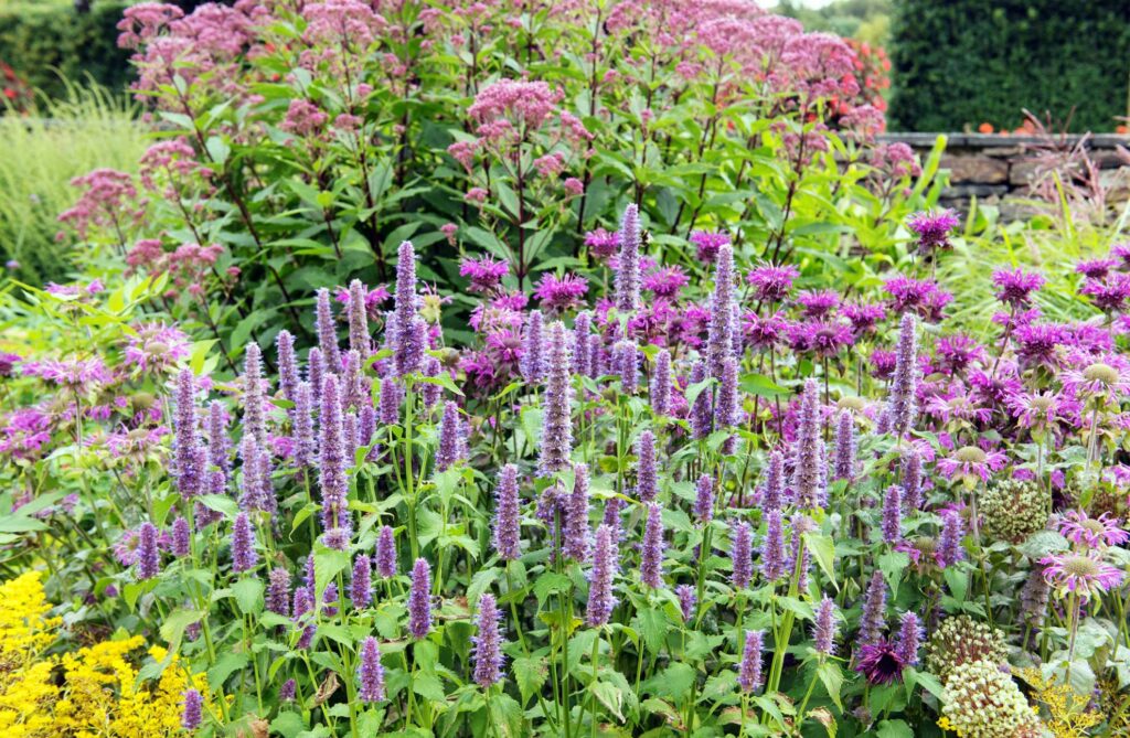 Beginner's Guide to Hummingbird Mint - The Plant Native