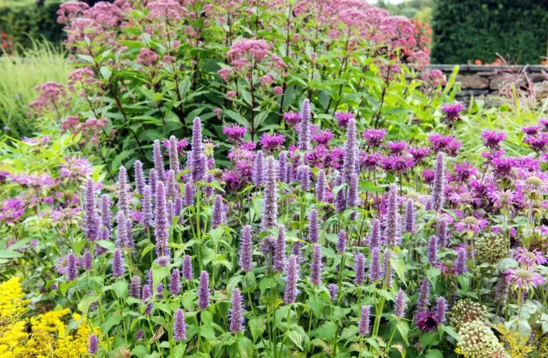 Anise-hyssop-in-a-pollinator-garden - the Plant Native