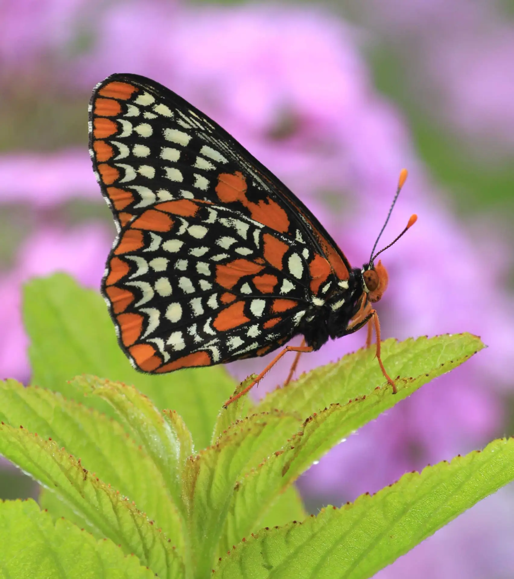 Baltimore checkerspot butterfly with black, orange and cream wings, on a leaf