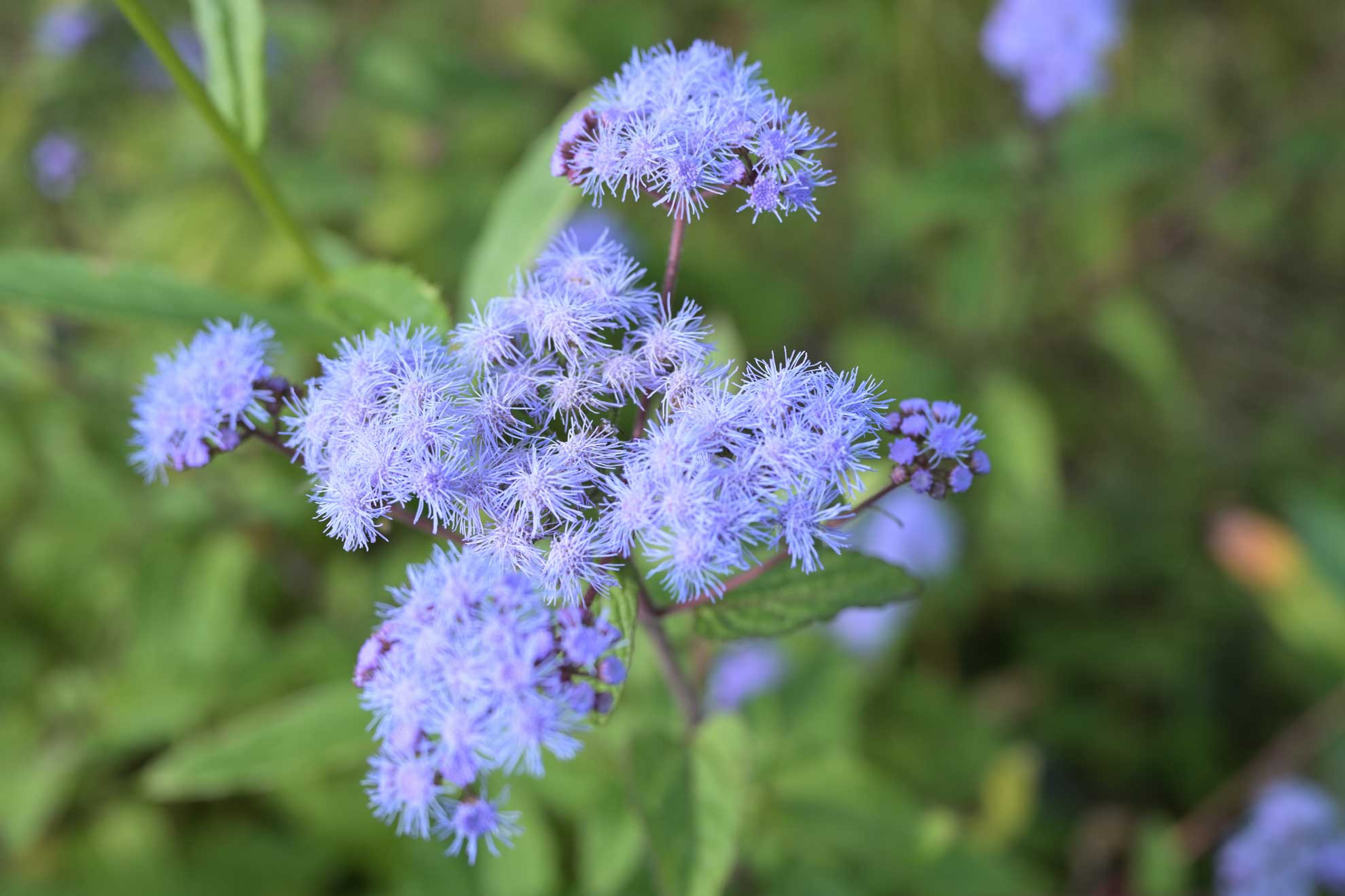 Blue Mistflower Beginner's Guide - The Plant Native