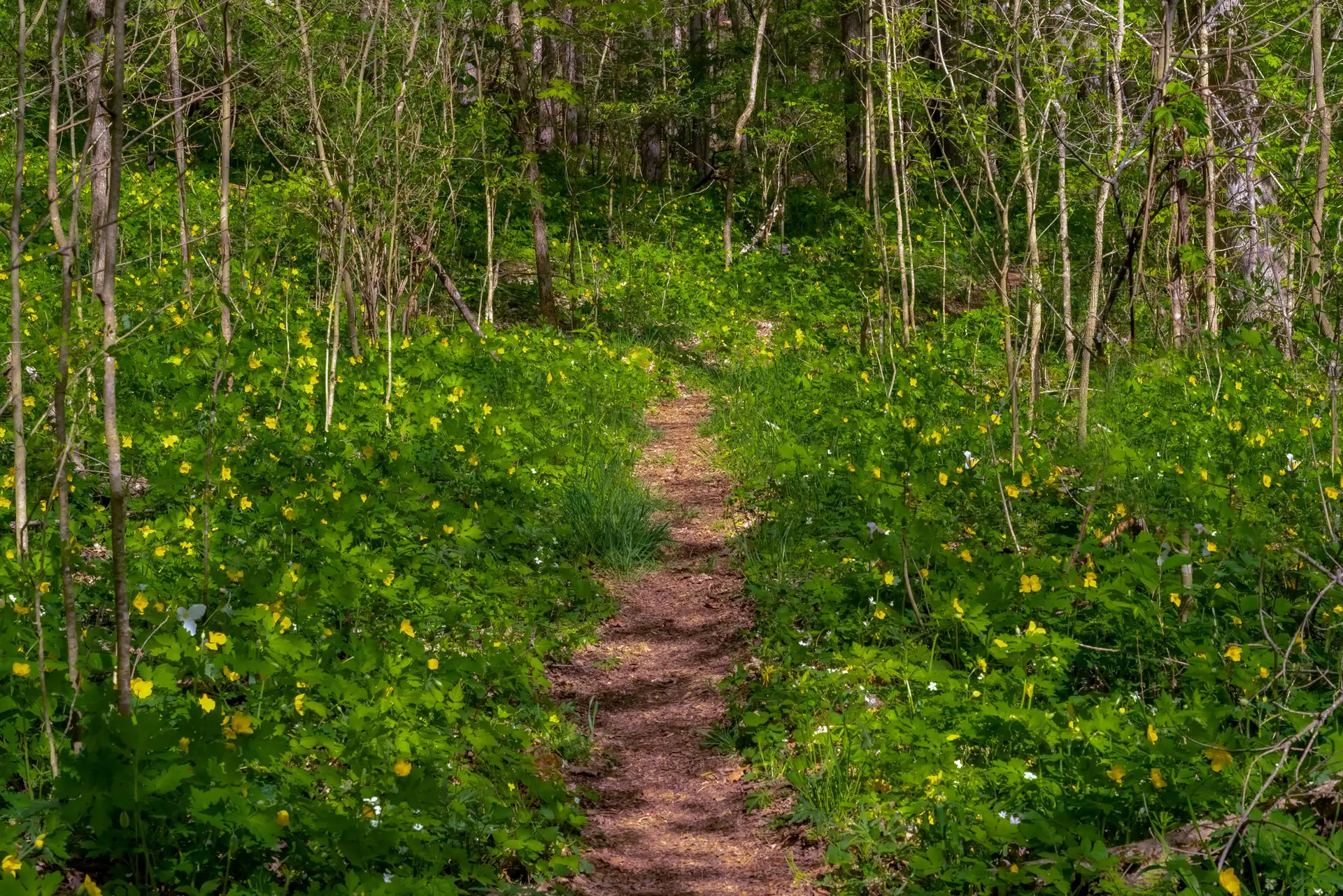 Celandine poppies carpeting a woodland with yellow flowers on both sides of a dirt path