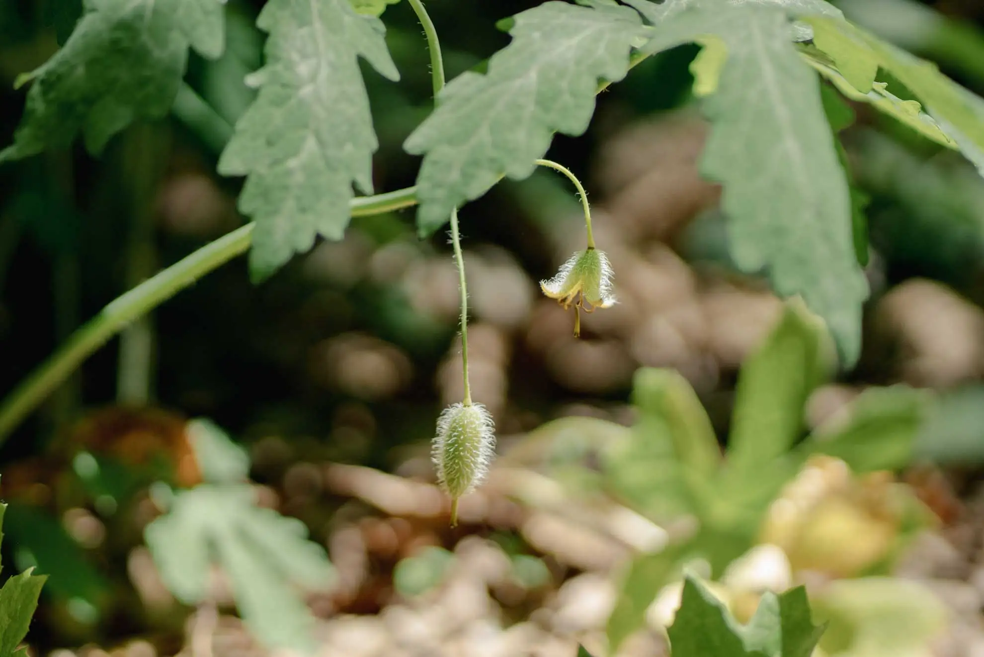 Celandine poppy seed pods, fuzzy pale pods hanging from thin stems among lobed leaves