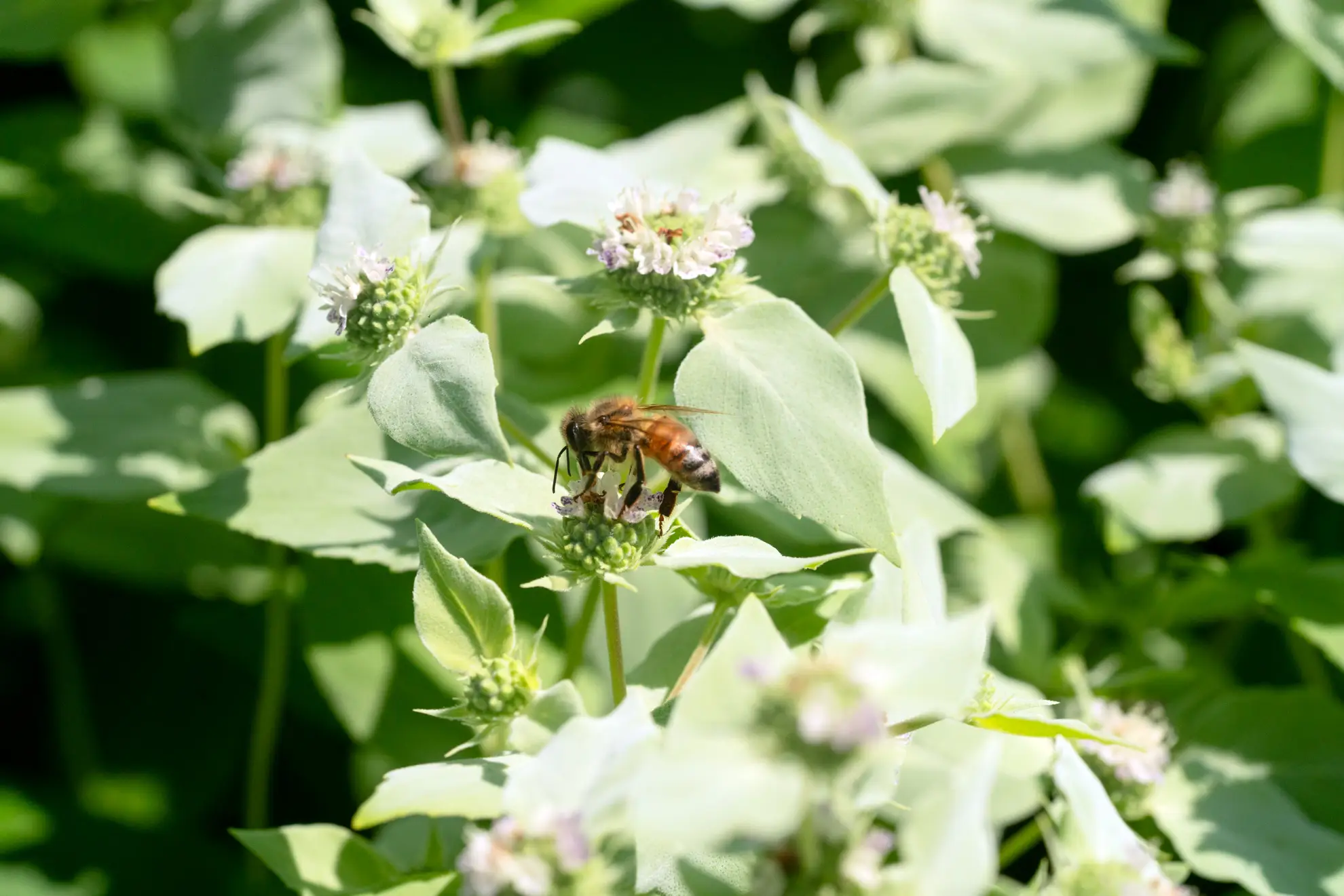 Clustered mountain mint, pale flower heads with a honeybee feeding