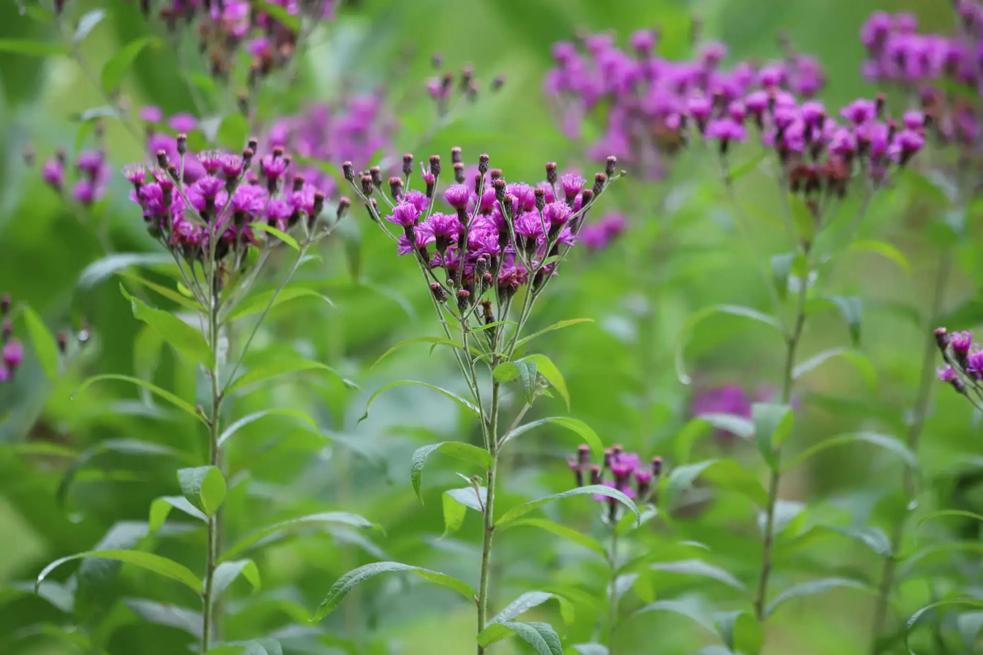 Curlytop ironweed, tall stems topped with purple flower clusters