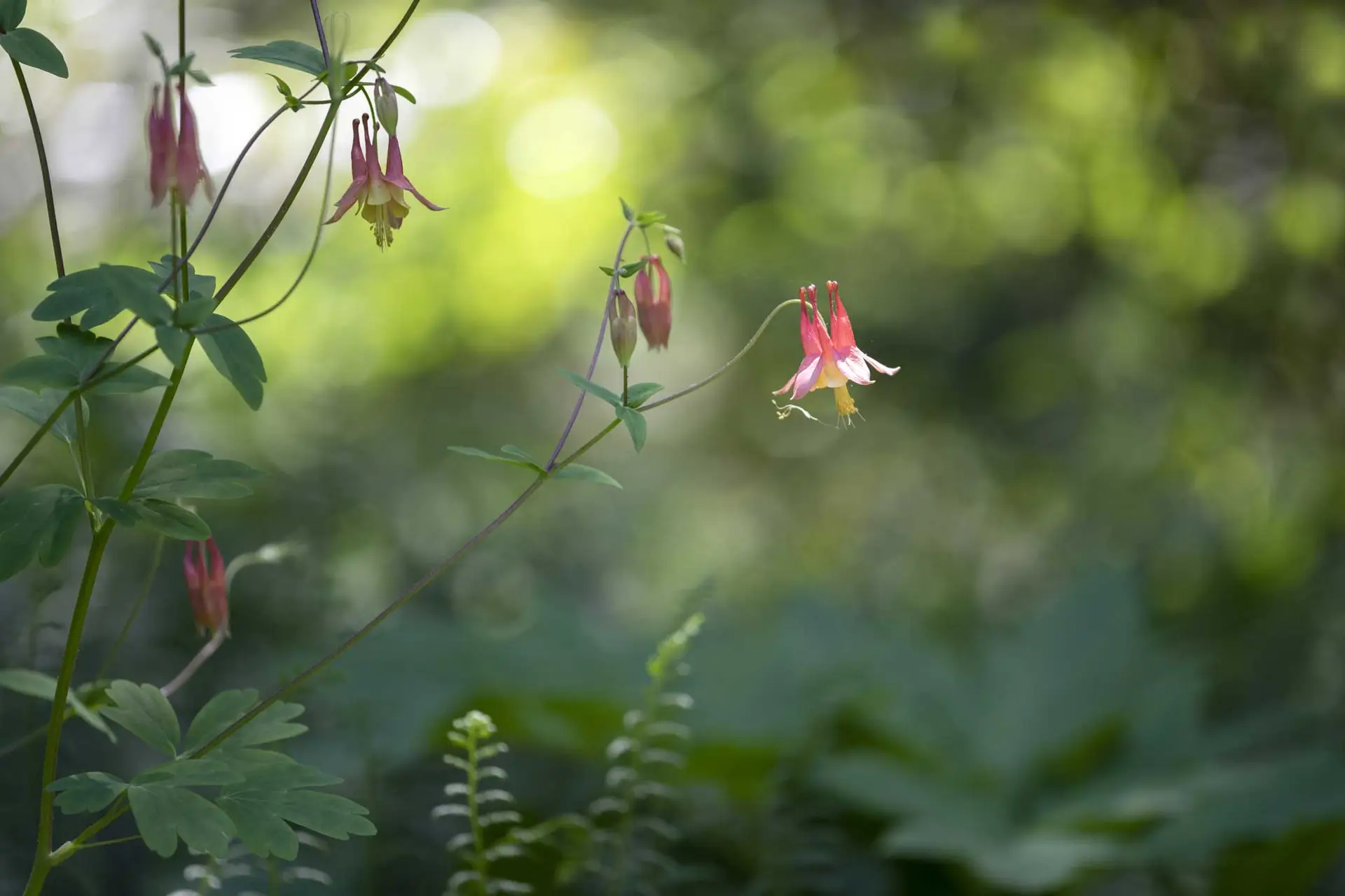Red columbine flowers hanging from delicate stalks in soft woodland light