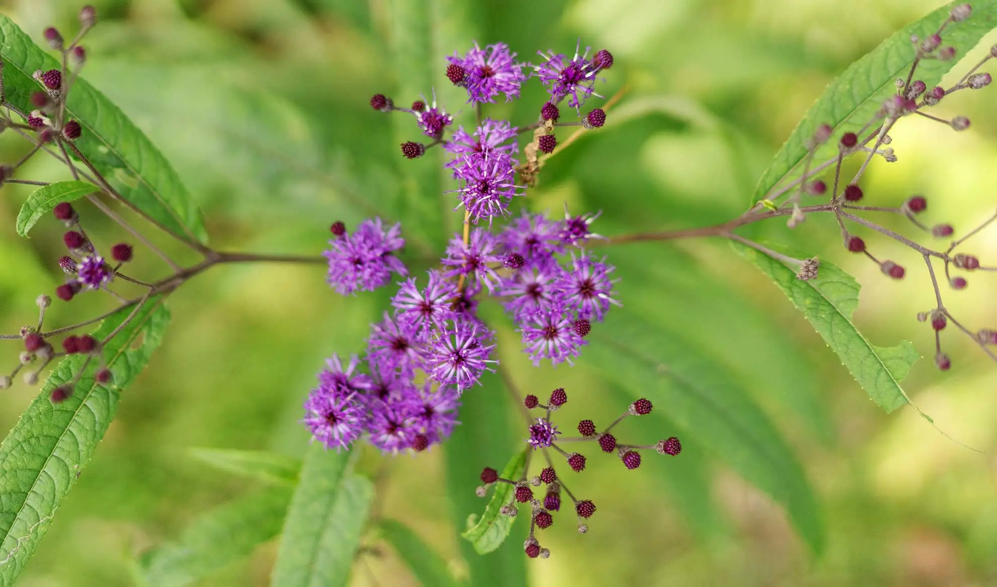 New York ironweed flowers up close, thread-like purple petals and dark buds