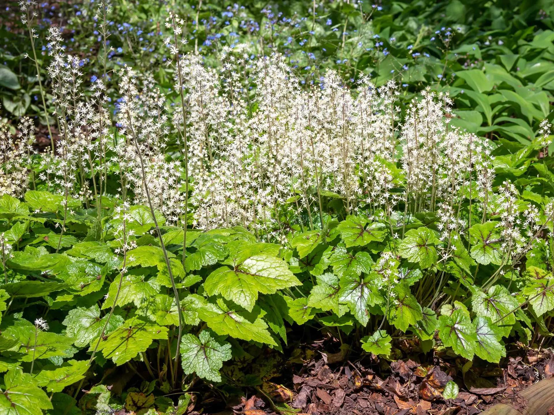 Foamflower, a low clump of lobed leaves under airy white flower spikes