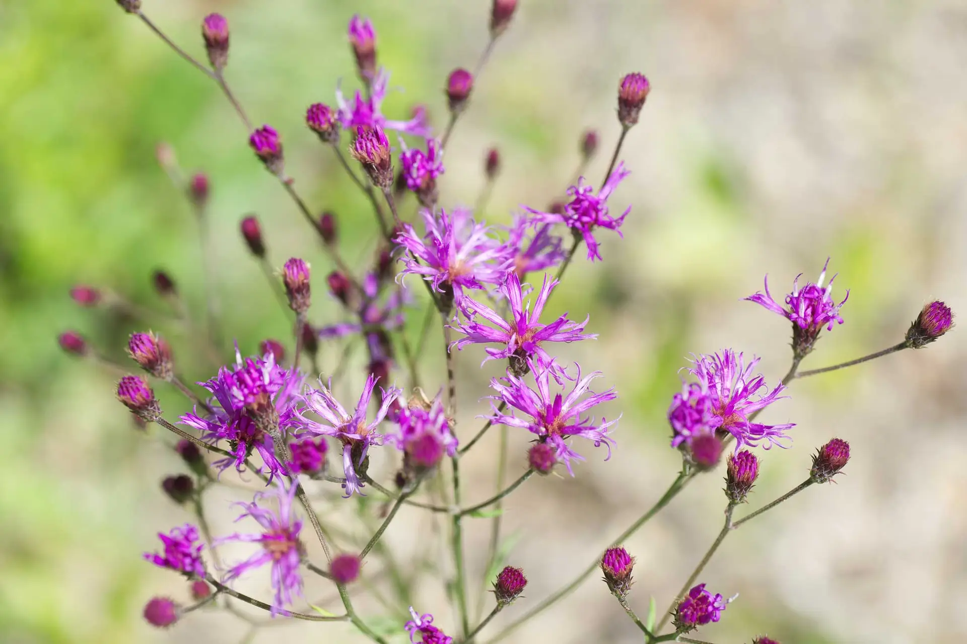 Giant ironweed, airy sprays of purple flowers and round buds